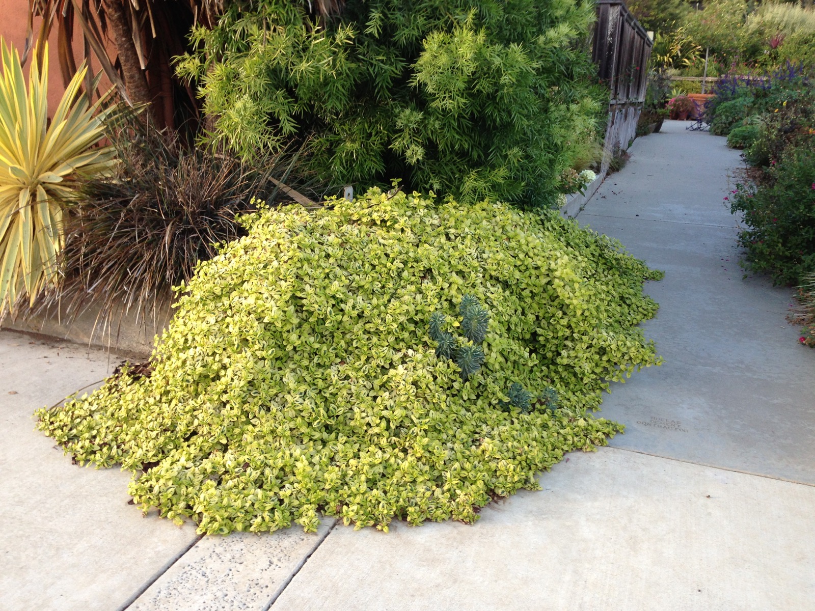 Ceanothus: The Most Valuable Plant in your Garden | Gardening Tips for 