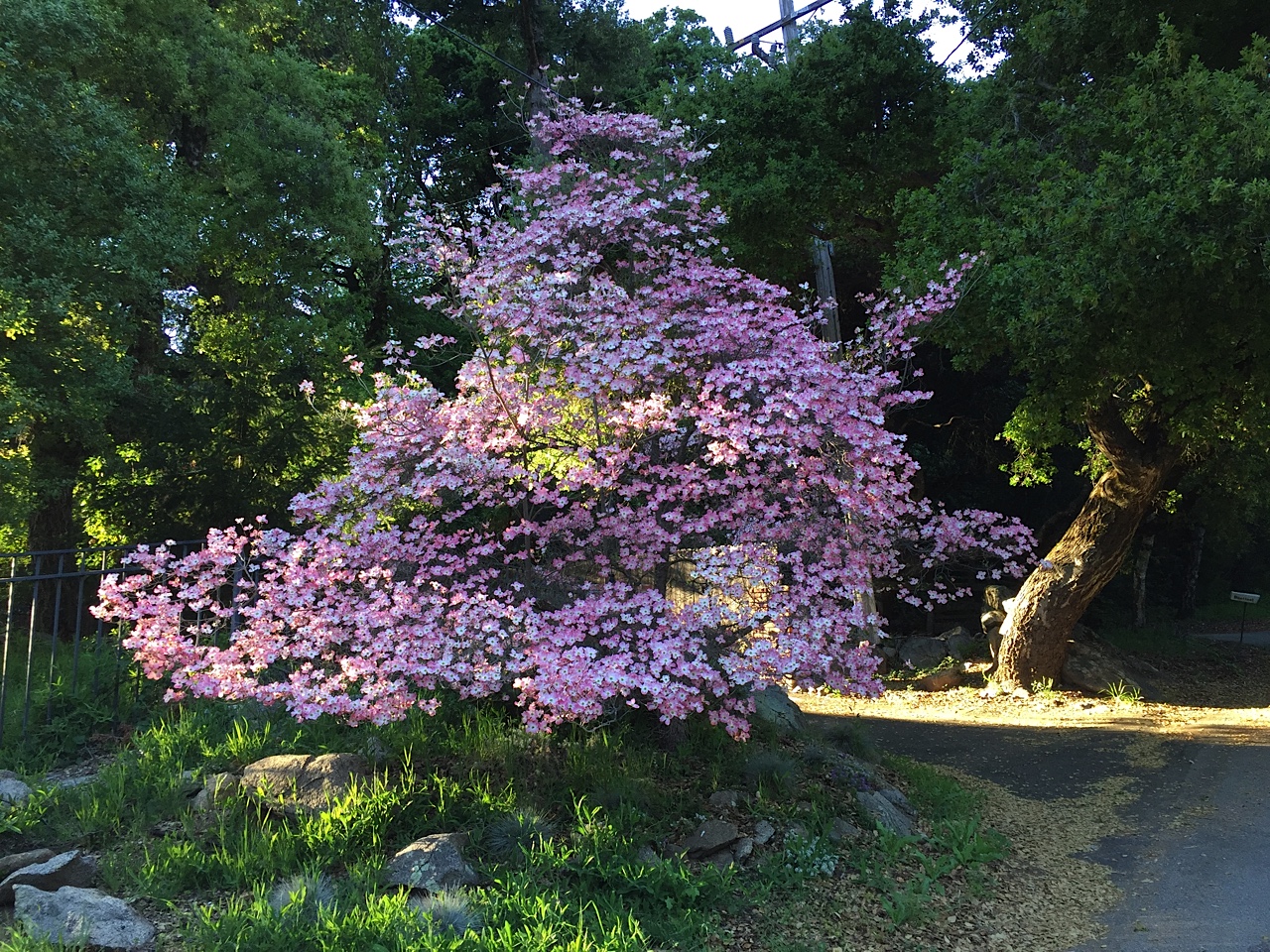 Are dogwood trees poisonous best sale to dogs