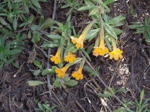Mimulus in Henry Cowell state park
