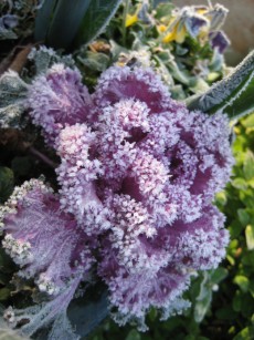 kale covered with frost