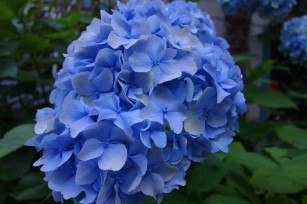 Blue Nikko hydrangea