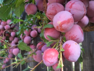 plums_on_the_tree