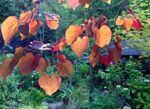 Cercis_Forest_Pansy