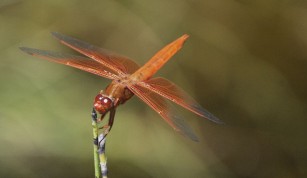 Flame_Skimmer_dragonfly