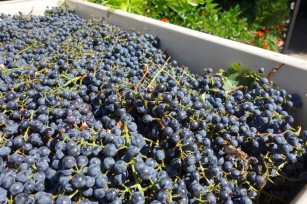 cabernet_grapes_ready_for_crush.2048