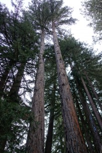 limbed redwoods.1600