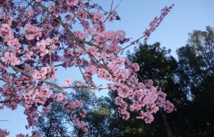 flowering_plum.1024