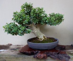 boxwood_bonsai