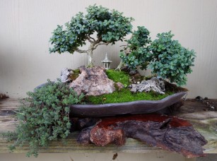 boxwood_bonsai2
