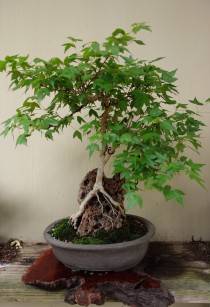 maple_bonsai