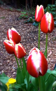 tulips4