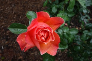 The_Mystery_Rose