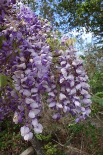 Cooke's_purple_wisteria.1600