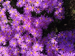 aster-like_flowers_UCSC_arboretum