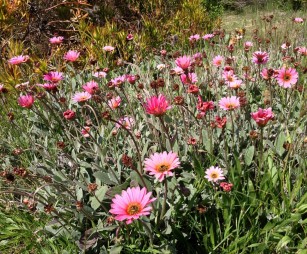 daisy-like flowers_UCSC_arboretum