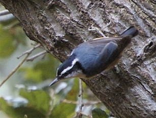red_breasted_nuthatch
