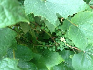 grape_cluster_green