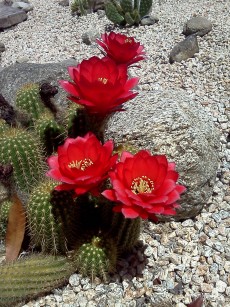 Red_Torch_cactus