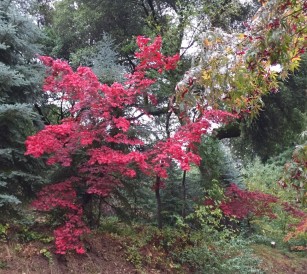 Japanese_Maple-fall_color2.1280