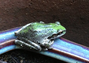 Pacific tree_frog_on_pot