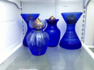hyacinth_jars.1600