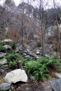 tufted rock ferns.1280