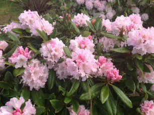 rhodie_pink_early.1600