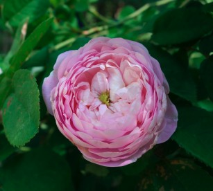 rose_pink_cabbage