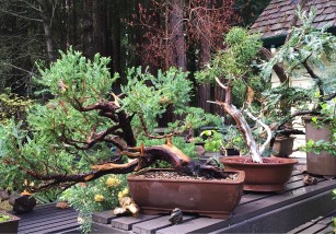 bonsai_collection-Ed