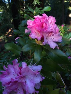 rhodie_early_pink