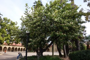 laurel tree.1600