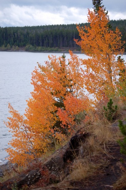 fall color_maples-Yellowstone_Lake