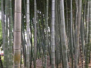 bamboo_forest