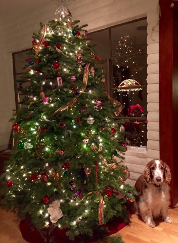Sherman and Christmas tree