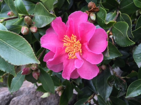 camellia-sasanqua
