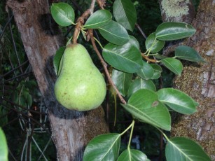 Bartlett pear