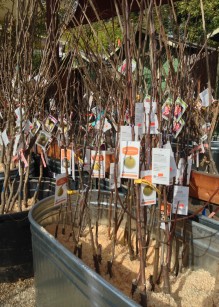 Bare Root Fruit Trees in bins with sawdust