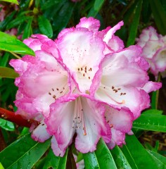 Pink Delight rhododendron