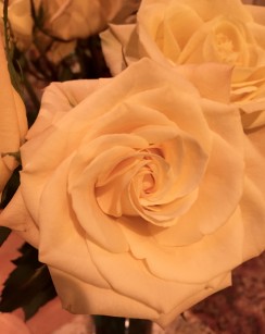 Yellow fragrant rose