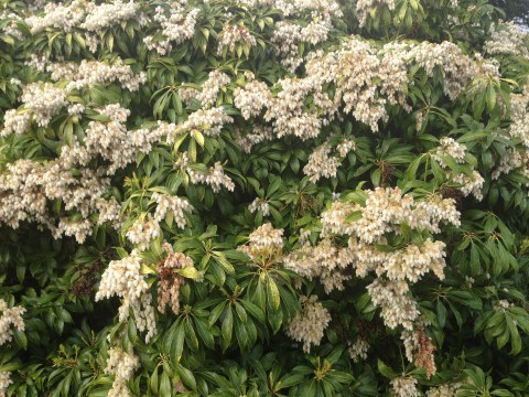 Pieris japonica or Lily-of-the-Valley shrub