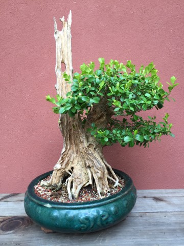 boxwood_bonsai-with-Jin_Shari