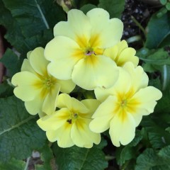 primrose_yellow
