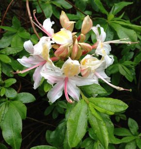 rhododendron_occidentale3