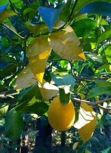 yellow_lemon_leaves