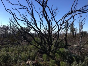 burned tree 2015
