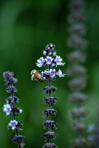 pollinating_bee_African_Blue_basil