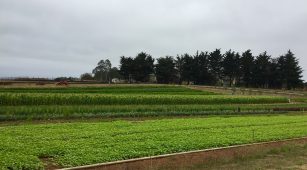 UCSC Farm_Garden_crops