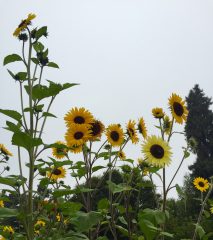 sunflower pollinator attractors