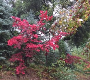 japanese_maple-fall_color2
