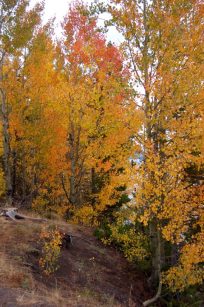 fall-color_mixed-forest_wyoming